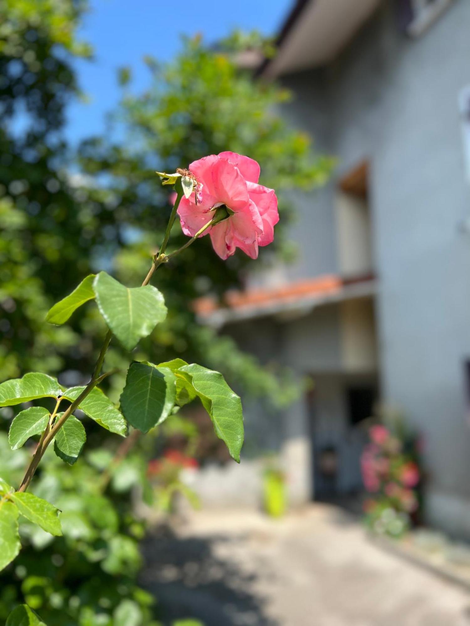 La Branche Du Cerisier Daire Annecy Dış mekan fotoğraf